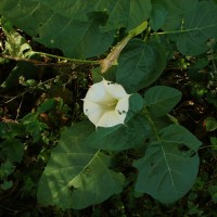 Datura metel L.